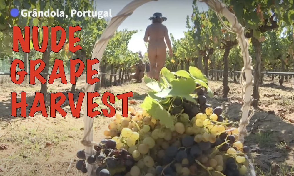 nude grape harvest